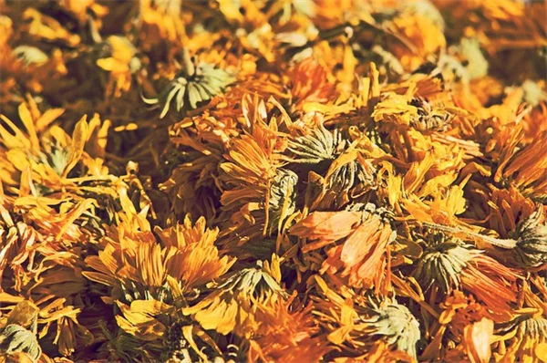 5 Best Kentucky Summer Flowers That Thrive in Heat