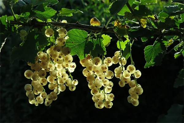 May Gardening Tasks for the West: 5 Critical Jobs I Learned to Do Now